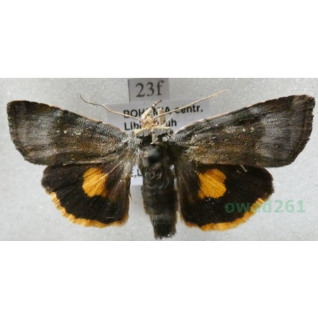 Noctua janthina Denis & Schiffermüller, 1775 Rolnica przepaska Czech23f